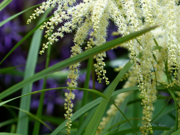 Bois des Moutiers fleuri II